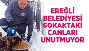 KDZ. EREĞLİ BELEDİYESİ, SOKAKTAKİ CANLARI UNUTMUYOR