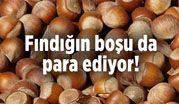 Fındığın boşu da para ediyor!